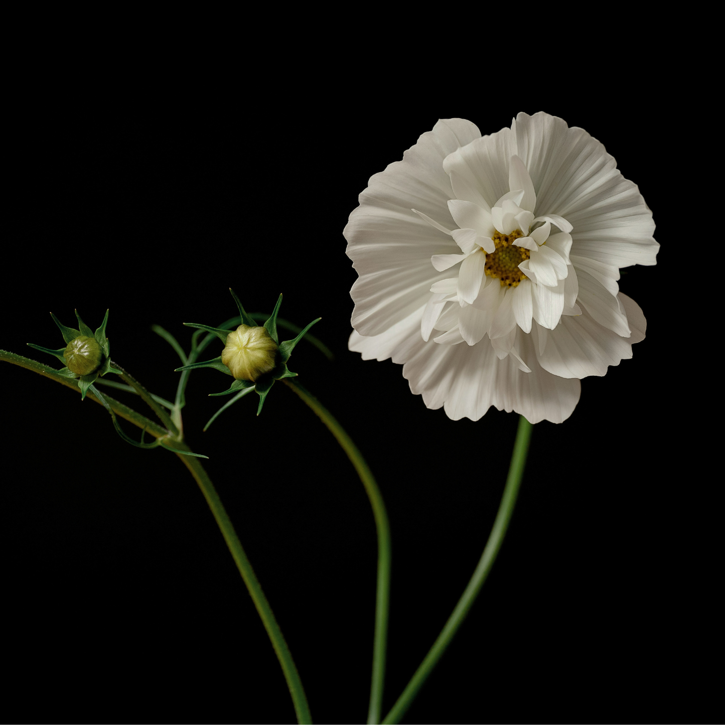 A Day in the Studio: Where James Street Blooms Come to Life