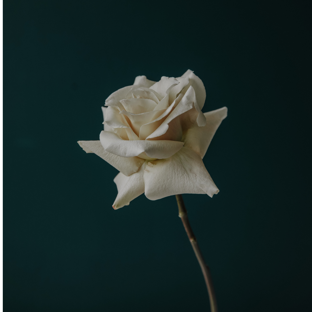 Imported Flowers V Local Blooms
