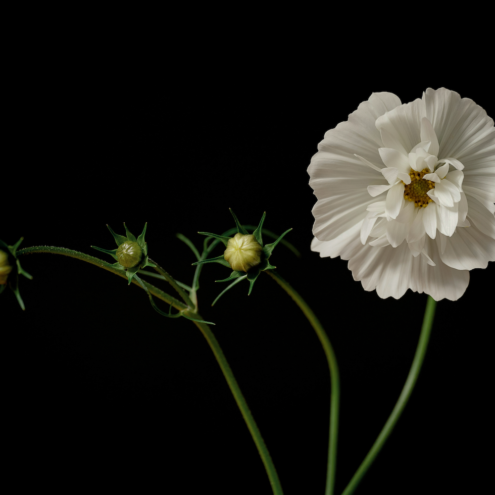A Day in the Studio: Where James Street Blooms Come to Life