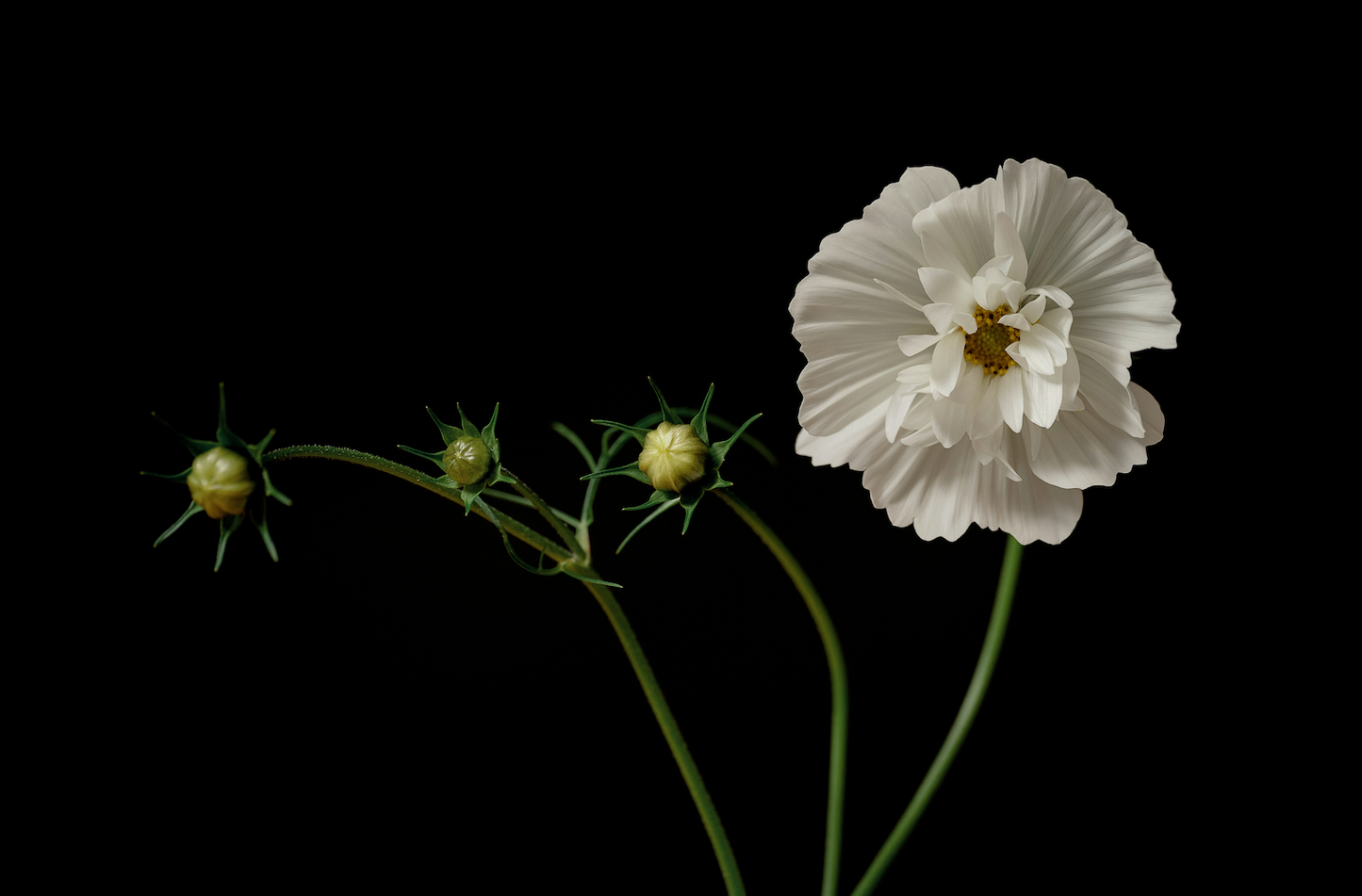 A Day in the Studio: Where James Street Blooms Come to Life