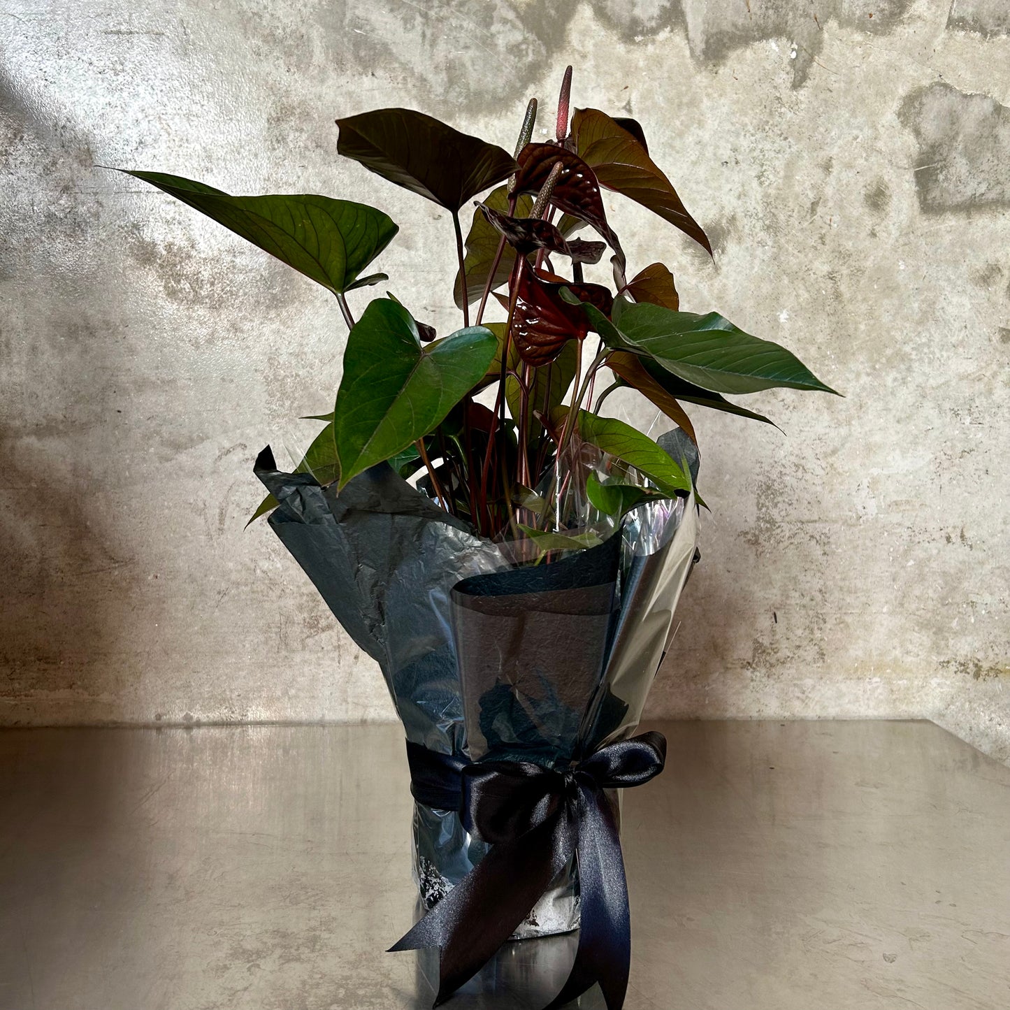 Anthurium indoor plant with lush green foliage and long lasting wax like flowers, available in red, pink, white or chocolate.