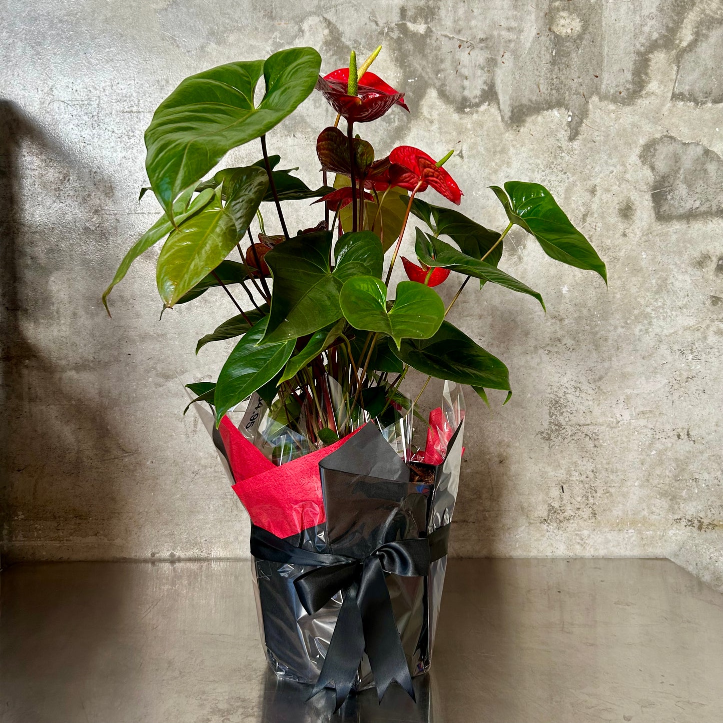 Easy care anthurium house plant, a structural gift plant with glossy foliage and durable blooms in assorted colours.